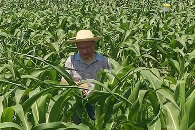 1000公斤产量玉米需氮磷钾量