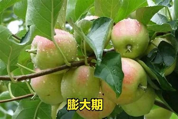 我这边西瓜现在有轻微的感染炭疽病,怎么预防