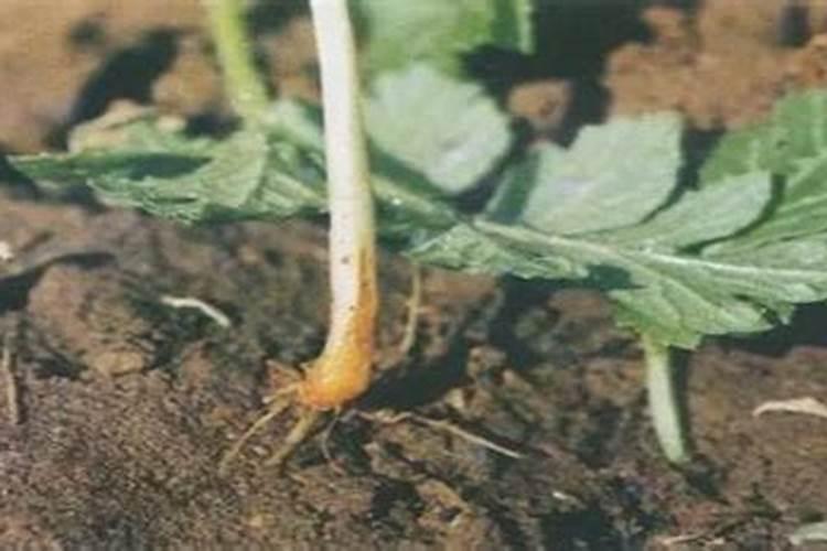 种菜地底肥用什么肥料最好