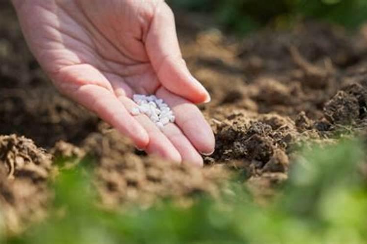 种植大白菜,如何使用尿素,大白菜可以追尿素吗？