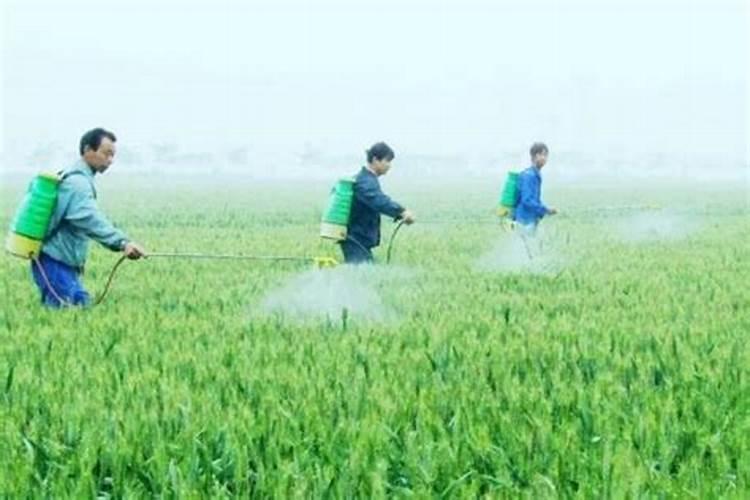 复合肥兑水好还是埋土好 复合肥如何使用