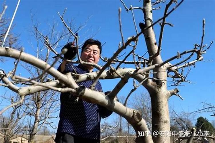 水培红掌要施什么肥好