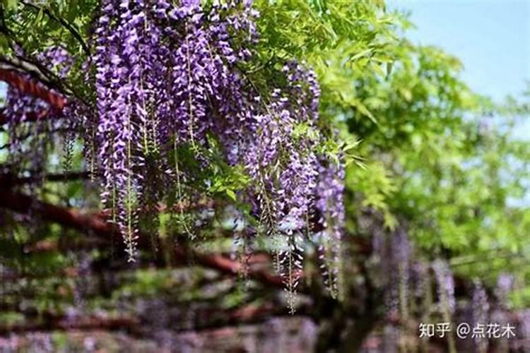 月季花怎么养护和施肥