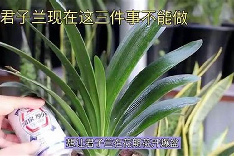 君子兰施什么肥最好