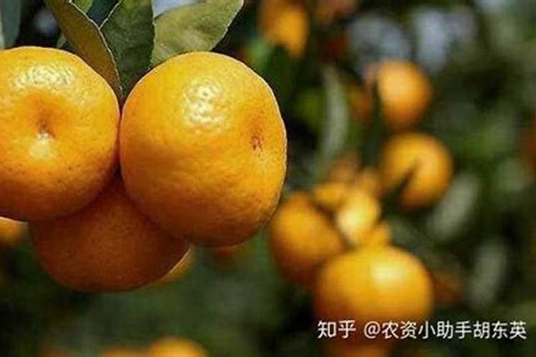 瓜菜苗定植时,如何采用药剂“蘸根”防治土传病害？