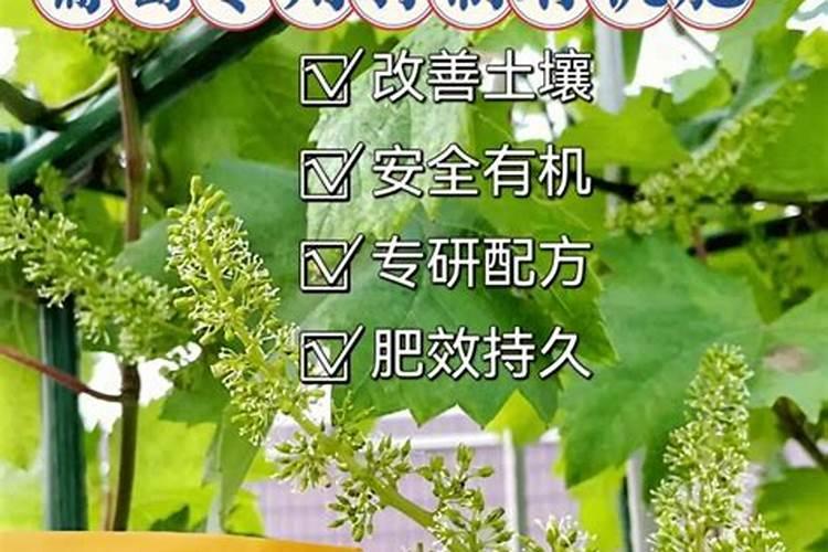 冬枣有几次膨大期 冬枣激素膨大有什么药