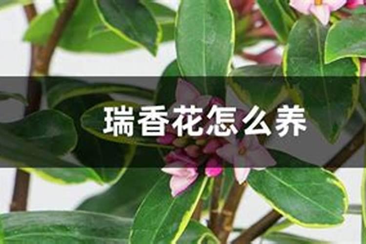 玉米什么时候使用叶面肥？玉米叶面肥喷施浓度