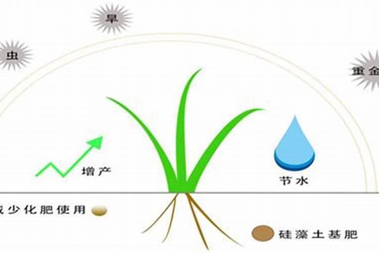水稻钾肥的正确使用方法