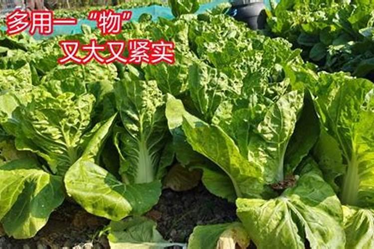 油脂中的含磷和磷脂的区别