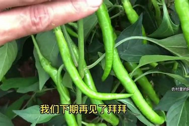 辣椒什么时候施肥施什么肥(种辣椒多久施一次肥最好)