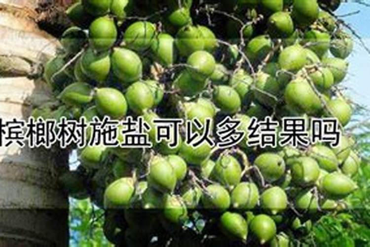 圣女果苗多久移栽 圣女果苗什么时候可以移栽