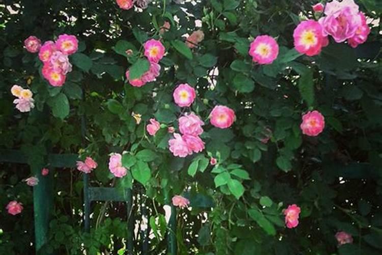 种芝麻用什么肥料