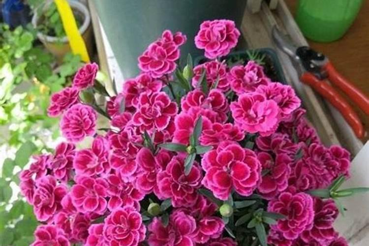 康乃馨花期需要施肥吗