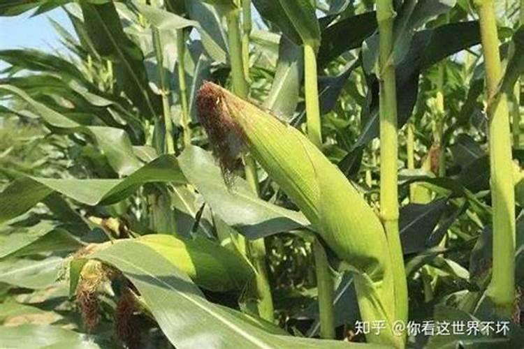 玉米打什么叶面肥最好