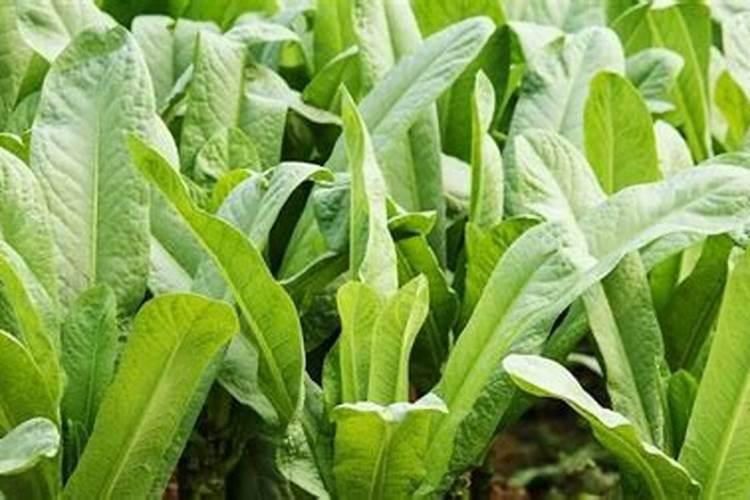 我的大棚油麦菜的叶子为啥直立不起来,有啥办法吗