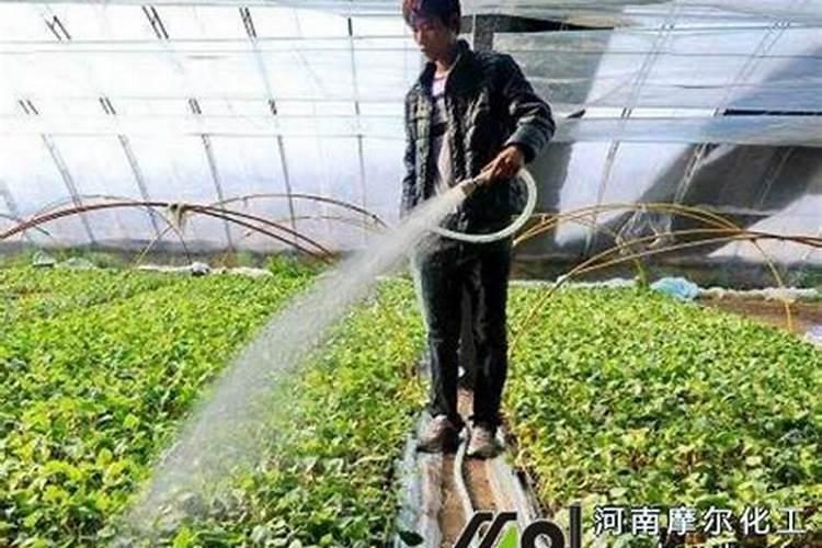 莲藕一亩放多少肥