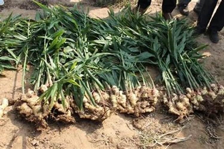 大姜种植的时候,怎么样施肥对大姜生长有利？