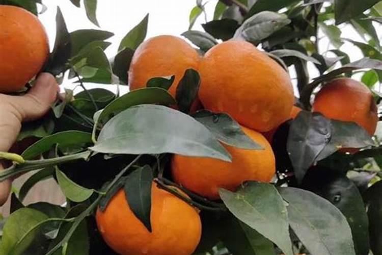 柑橘树什么时候打药好