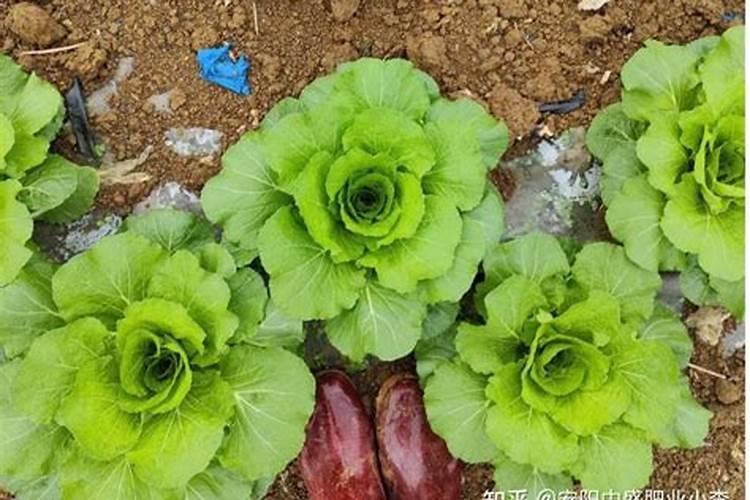 大白菜打磷酸二氢钾好吗？