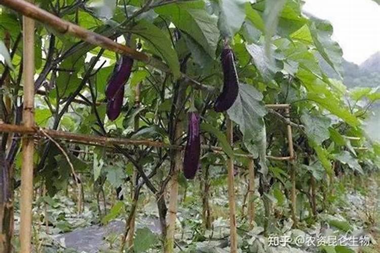 露地栽培茄子应怎样配方施肥？