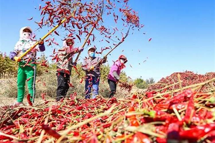 油茶树保花保果打什么药