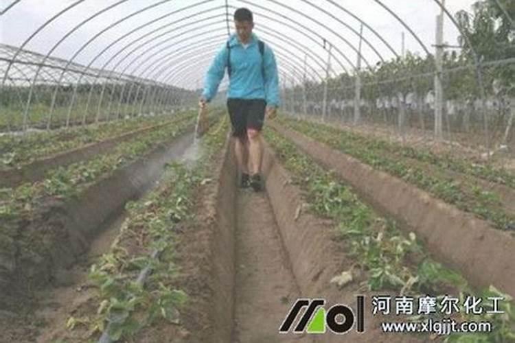草莓用什么叶面肥