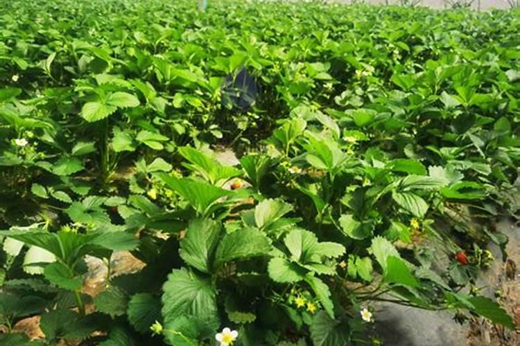 草莓花期施什么肥最好