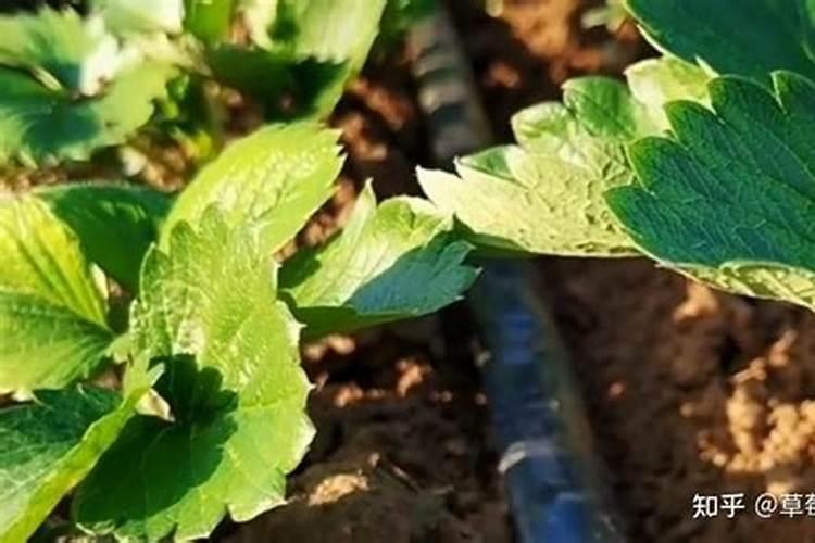 草莓如何施肥更高产？草莓花期用什么肥？