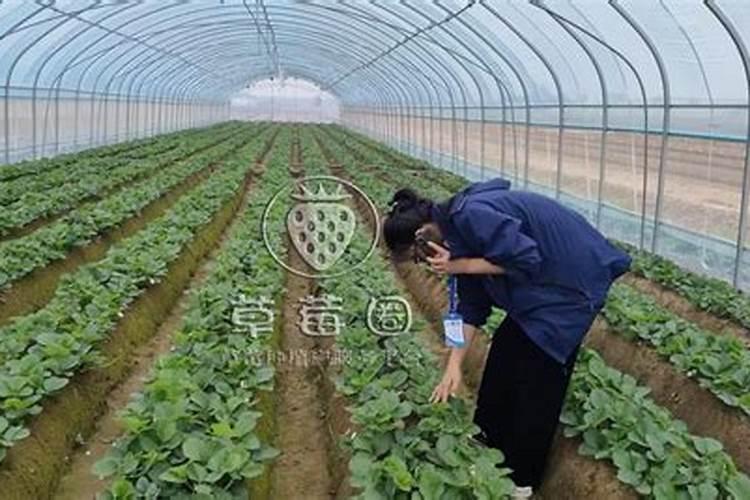 草莓用什么肥料减少畸形果,结果多？草莓专用叶面肥,大棚草莓温度管理