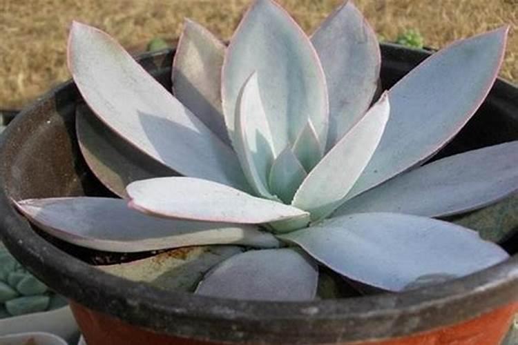 多肉广寒宫怎么养