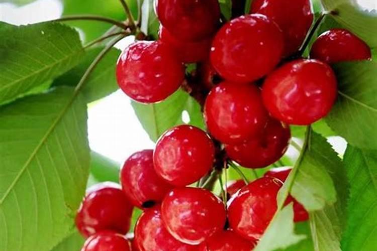 秋季大樱桃叶面施肥会烧花芽吗？