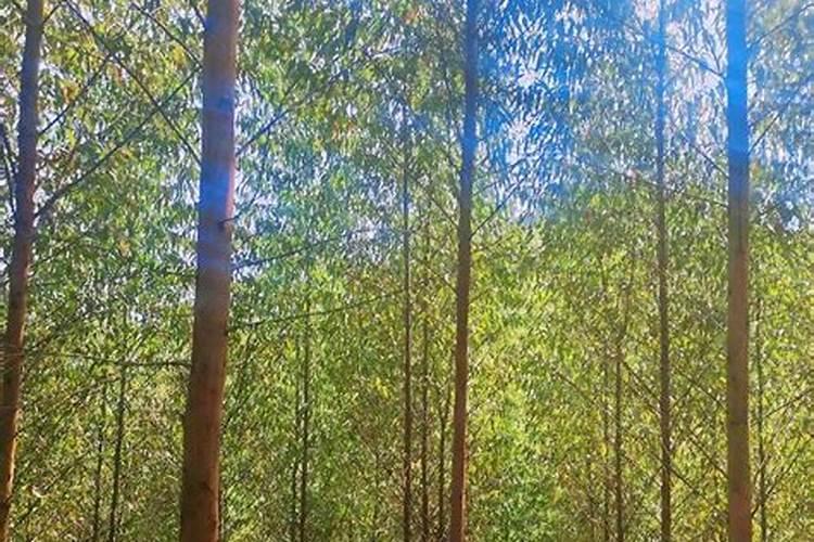 桉树每亩大概有多少吨？