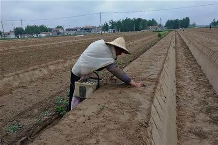 自制腐殖酸肥料