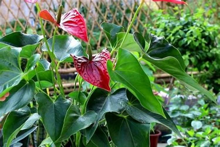 白菜定棵后怎样施肥和浇水