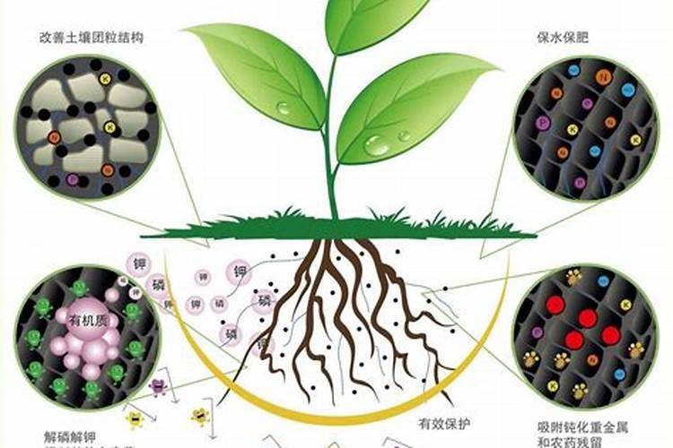 草莓高钾肥的使用方法