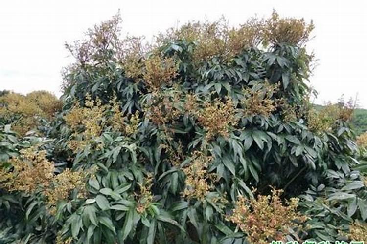 如何正确进行温室二氧化碳施肥