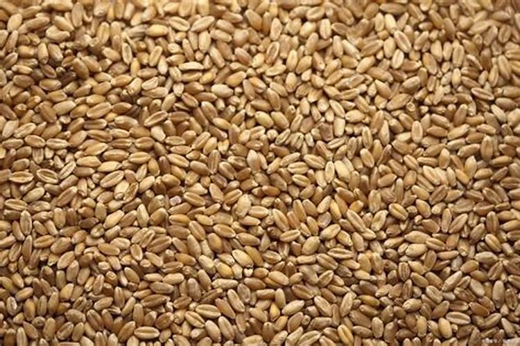 花生叶面肥用什么高产 什么时候施肥好