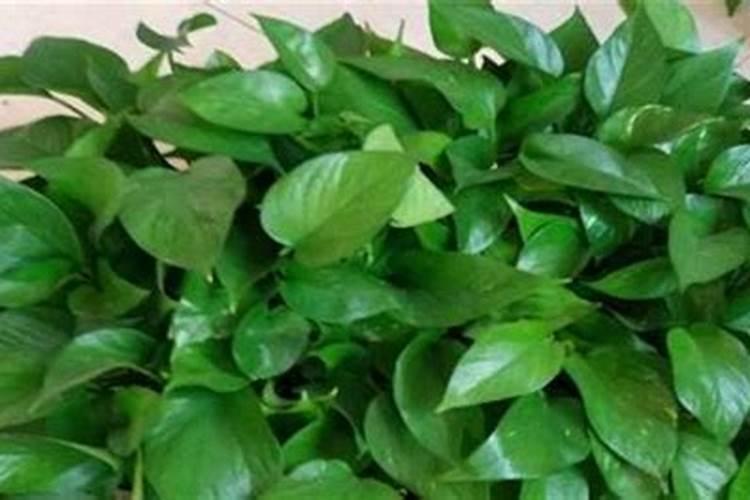 苹果树花后打什么农药 如果要防治烂果病