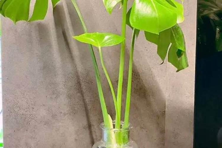 江西史可郎生物科技有限公司怎么样？