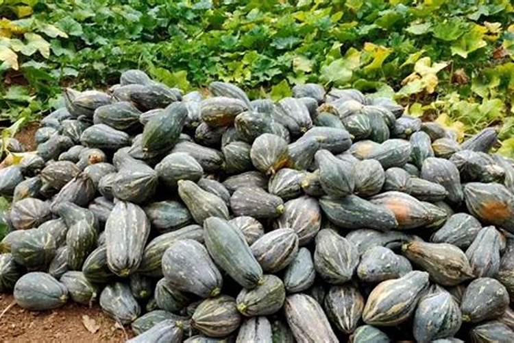 小麦追肥最佳肥料