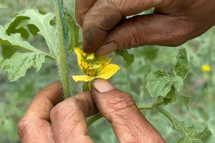 西瓜的种植方法