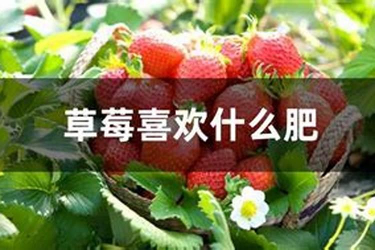 草莓开花后如何施肥