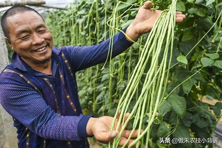 柑橘7月施什么肥