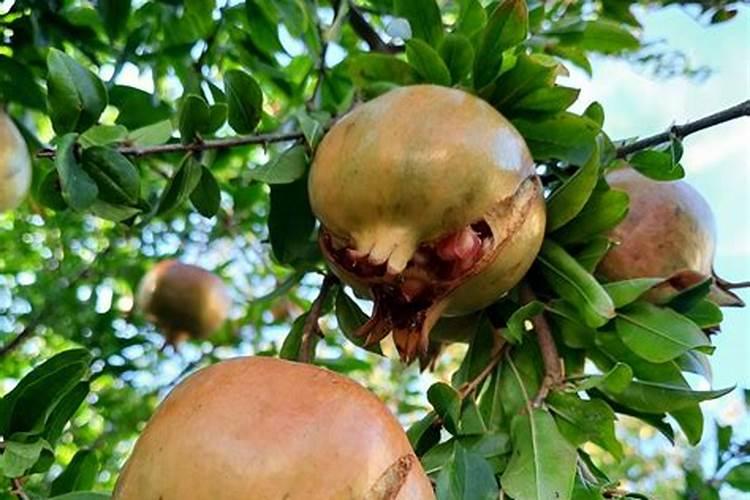 鱼蛋白草莓冲施的最佳时期