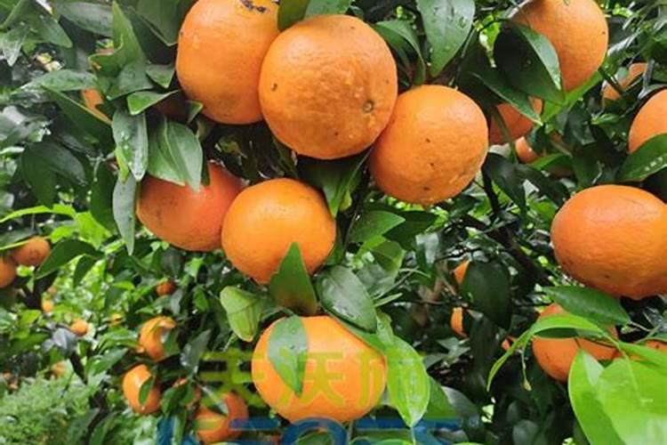 鱼蛋白肥料哪个品牌好