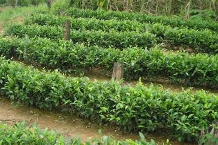 芒果结果期追施用的肥料？芒果保花保果用什么化肥好？