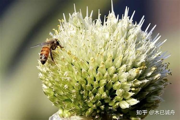 所谓的臭化肥俗称什么名字