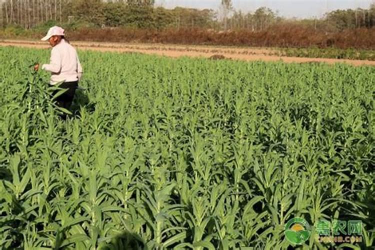 贡菜11月可以播种吗？