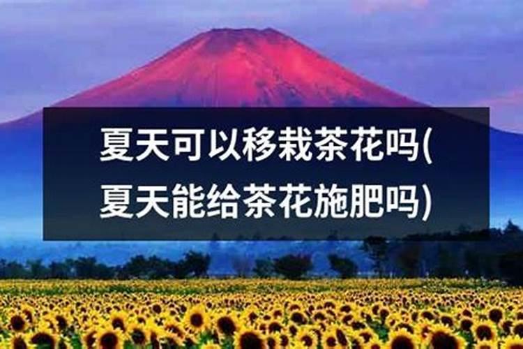 茶花夏天可以施肥吗