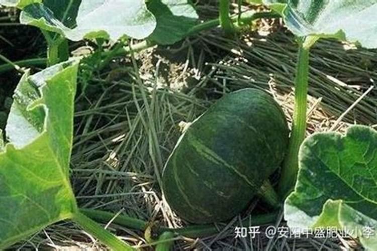 大棚阴天下雨可以打叶面肥吗